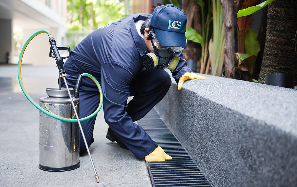 Pest Control Services Sydney