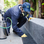 Pest Control Services Sydney