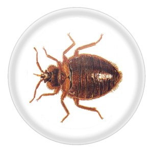 Bedbug Pest Control