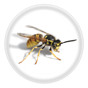 Wasp Pest Control