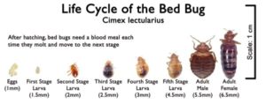 bedbug-lifecycle Bedbug Pest Control Sydney
