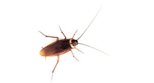 cockroach pest control sydney