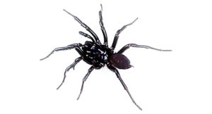 spider pest control sydney