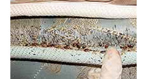 Bed Bug Pest Control Sydney Bed Bug Pest Control Sydney
