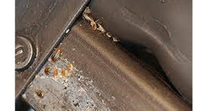 Bed Bug Pest Control Sydney Bed Bug Pest Control Sydney