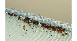 Bed Bug Pest Control Sydney