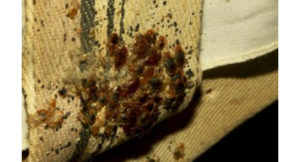 Bed Bug Pest Control Sydney Bed Bug Pest Control Sydney
