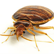 Bed Bug Pest Control Sydney