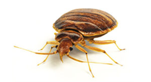 Bed Bug Pest Control Sydney