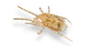 pest_information_bird_lice Bird Lice Pest Control Sydney