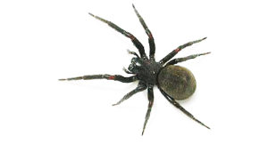 pest_information_blackHouseSpider spider pest control sydney