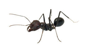 Ants Pest Control Sydney