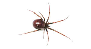 spider pest control sydney