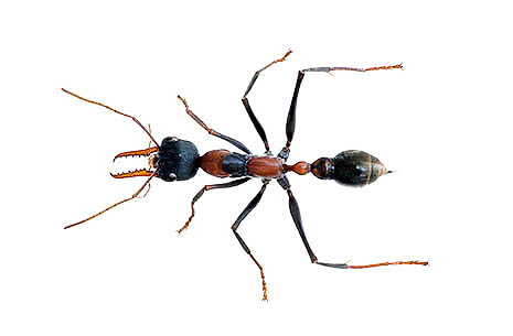 Bull Ant Pest Control Sydney