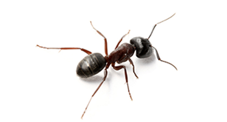 Carpenter Ant Pest Control Sydney