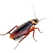 cockroach pest control sydney