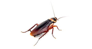 cockroach pest control sydney