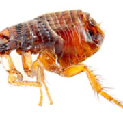 Flea Pest Control Sydney