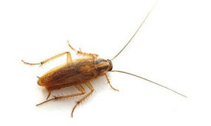 cockroach pest control sydney