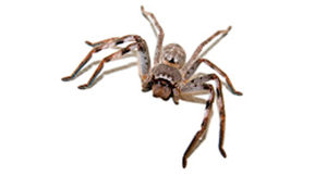 spider pest control sydney