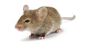 pest_information_mouse rodent control sydney
