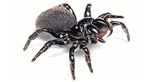 spider pest control sydney