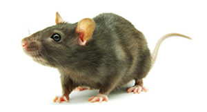 pest_information_rats rodent control sydney