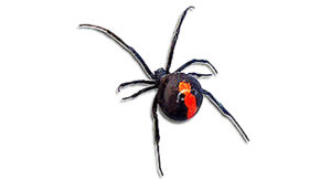 pest_information_red_back_Spider spider pest control sydney