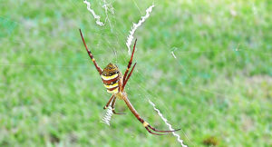pest_information_st_andrews_cross_Spider spider pest control sydney