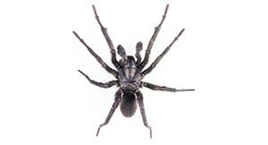 spider pest control sydney