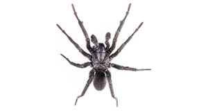 pest_information_trapdoor_spider spider pest control sydney