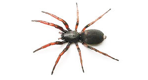 spider pest control sydney