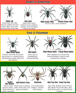 spider_identification_chart spider pest control sydney