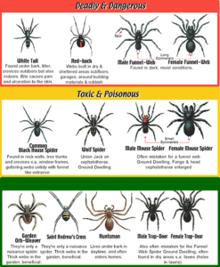 spider pest control sydney