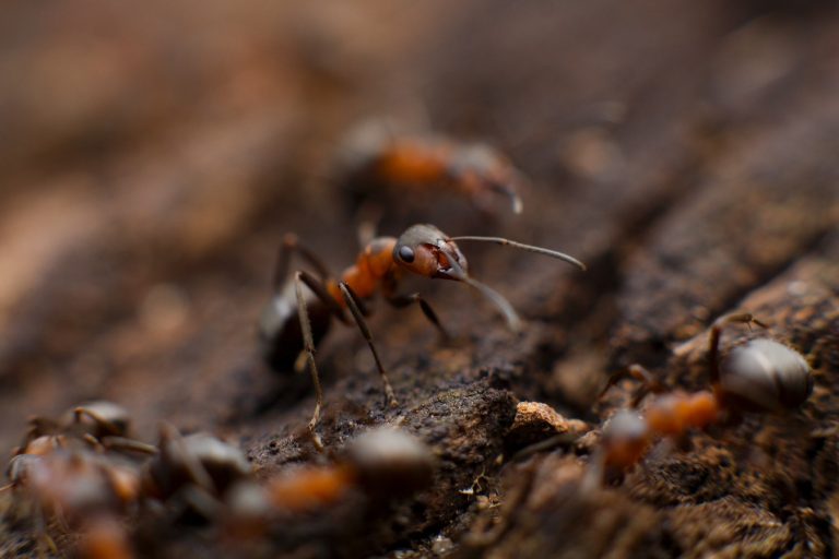 Ant Treatment Sydney PNP Pest Control Phone 1300 296 964