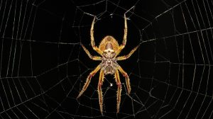 Spider Pest Control Sydney