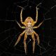 Spider Pest Control Sydney