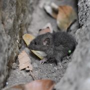 Rodent Pest Control Sydney