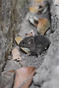 Rodent Pest Control Sydney