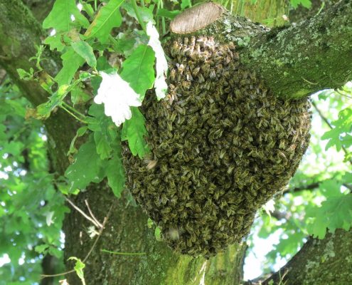 Bee Pest Control Sydney