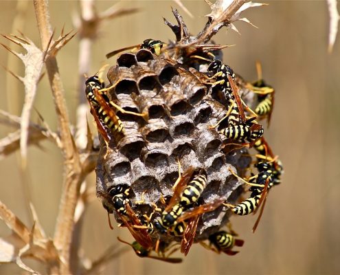 Wasp Pest Control Sydney