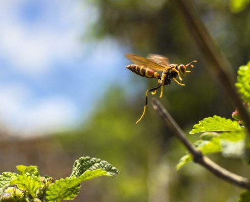 Wasp Pest Control Sydney