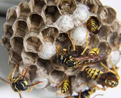 Wasp Pest Control Sydney