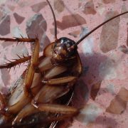 Cockroach treatment sydney