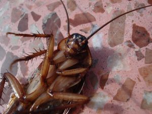 Cockroach treatment sydney