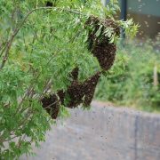 Bee Pest Control Sydney