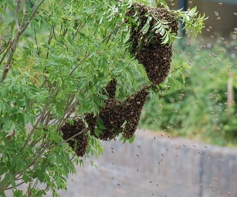 Bee Pest Control Sydney