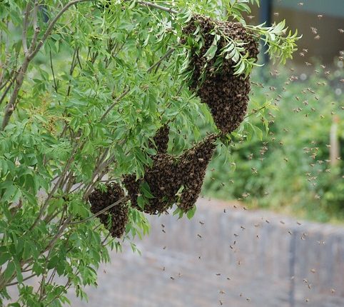Bee Swarm Sydney